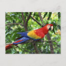 Recherche de le macao Animal