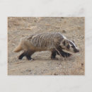 Recherche de blaireau cartes postales Animal