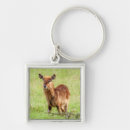Search for getty keychains Photography