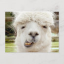 Recherche de alpaga blanc cartes postales Alpacas