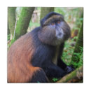 Search for forest animals tiles Wild animal