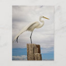 Recherche de vue de profil cartes postales Oiseau