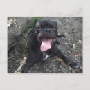 Recherche de pug dog Nature