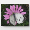 Recherche de papillons plaques Blanc