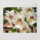 Recherche de arbre exotique cartes postales Vert