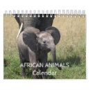 Search for african animal calendars Lion