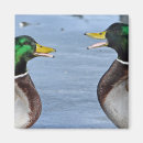 Recherche de canard drôle magnets Sourire