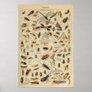 Search for vintage natural history posters Insects