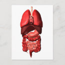 Recherche de digestif cartes postales Organes internes