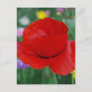 Search for remembrance postcards Flowers