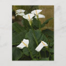 Recherche de zantedeschia cartes postales Nature