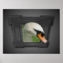 Recherche de cygnes blancs posters Pour elle