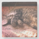 Recherche de chat minou de dessous de verres Animaux