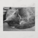 Search for sleeping cat postcards Cats