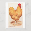 Search for buffs postcards Vintage