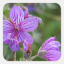 Search for chucks stickers Close up