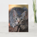 Search for claws cards Kitten