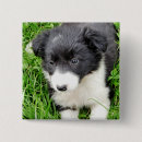 Search for border collie dog buttons Animal