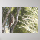 Search for flicker posters Woodpecker