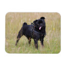 Recherche de collants magnets Chien