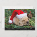 Search for labrador retriever christmas cards Dogs