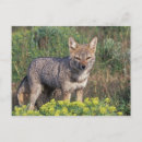 Search for paine postcards Park