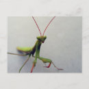 Search for bug pictures postcards Green
