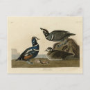 Recherche de arlequin cartes postales Oiseau