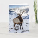 Recherche de yellowstone vœux cartes Délimiteur danita