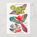 Search for amazon parrots postcards Tropical