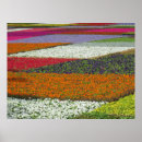 Search for flower posters White flowers