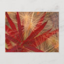 Search for fireweed postcards North america