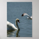 Search for swan bird posters Lake