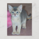 Search for abyssinian postcards Kittens