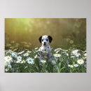 Recherche de champ marguerite posters Marguerie