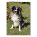 Recherche de merle bleu cartes postales Nature