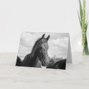 Search for white stallion cards Equine