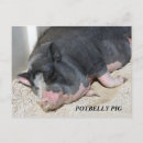 Recherche de ventre balloné posters Porc