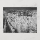 Recherche de italie noir et blanc cartes postales Toscane