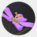 Search for cypress stickers Connie bransilver