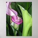 Recherche de de zantedeschia posters Photographie