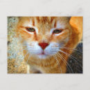 Search for little cats postcards For her