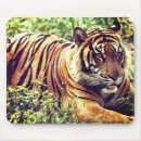 Search for sumatran electronics Photography