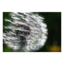 Recherche de taraxacum posters Plante