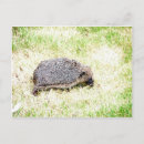 Recherche de porc sauvage cartes postales Faune