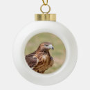 Search for red tail hawk ornaments Wild