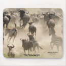 Search for migrating mousepads Wildlife