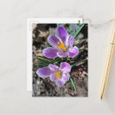 Recherche de fleurs de crocus cartes postales Printemps