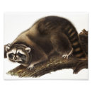 Search for racoon art posters Vintage