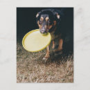 Recherche de frisbee cartes postales Chien